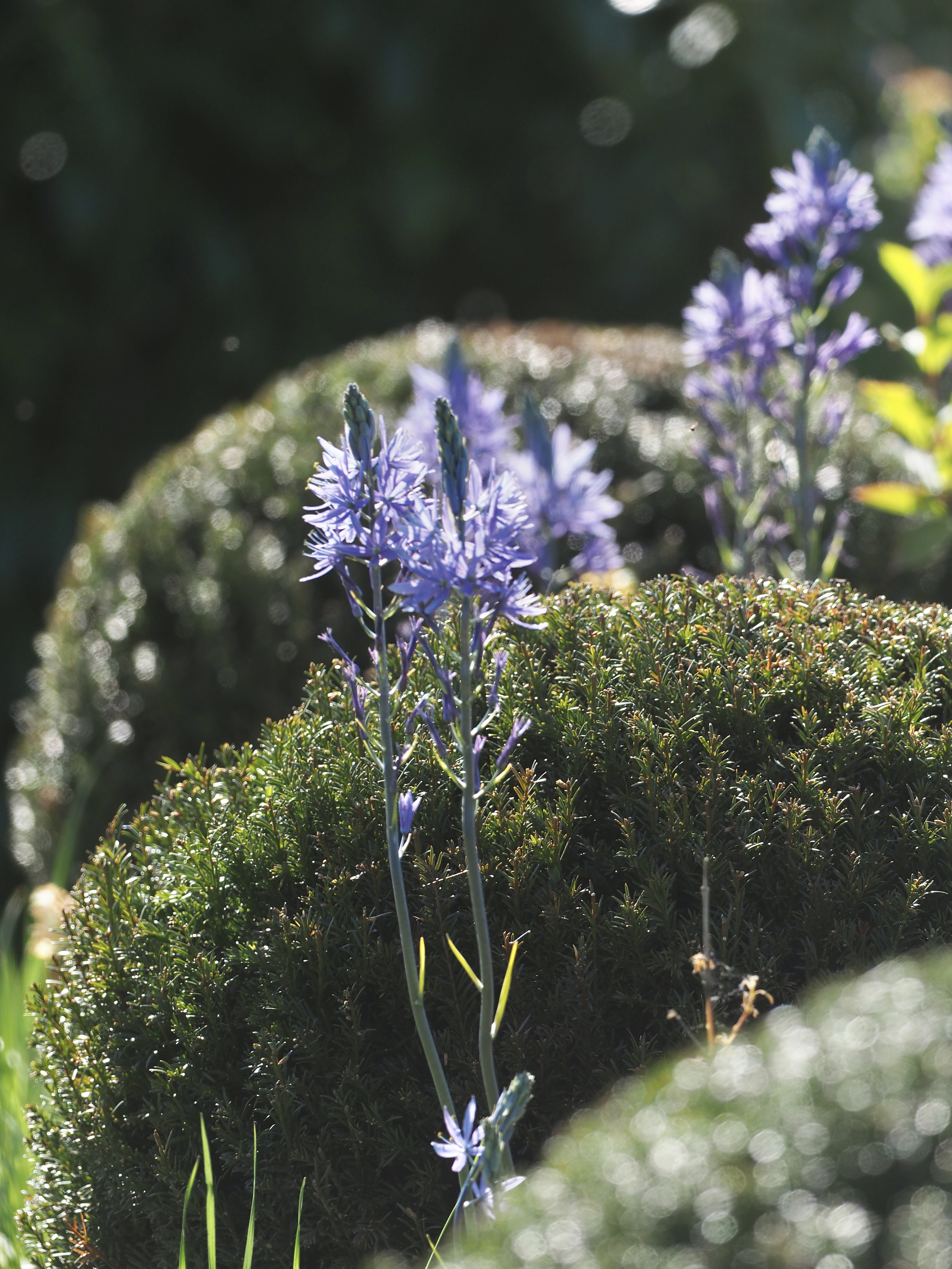 Garden design Kirkcaldy