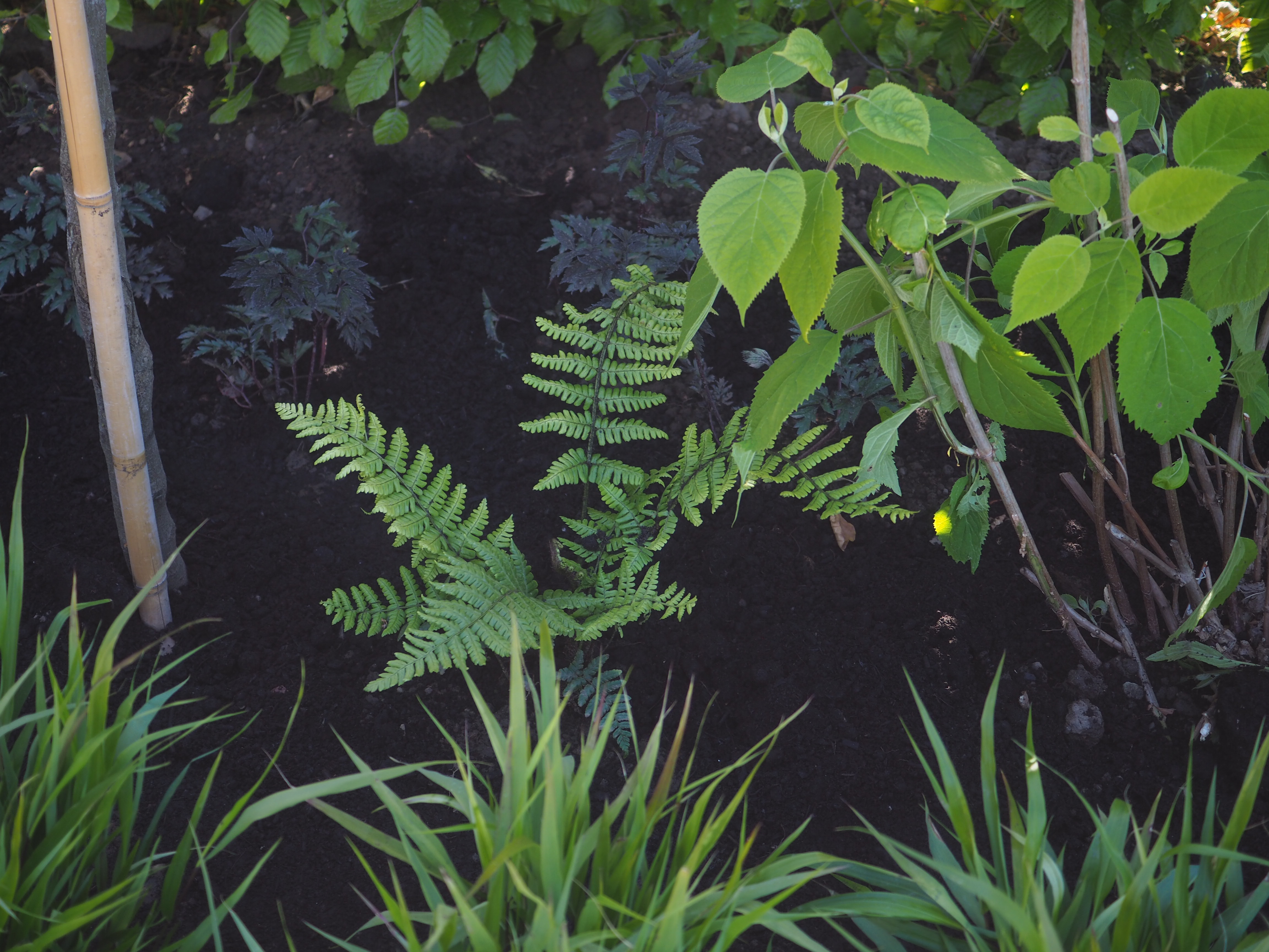 Garden design Kirkcaldy