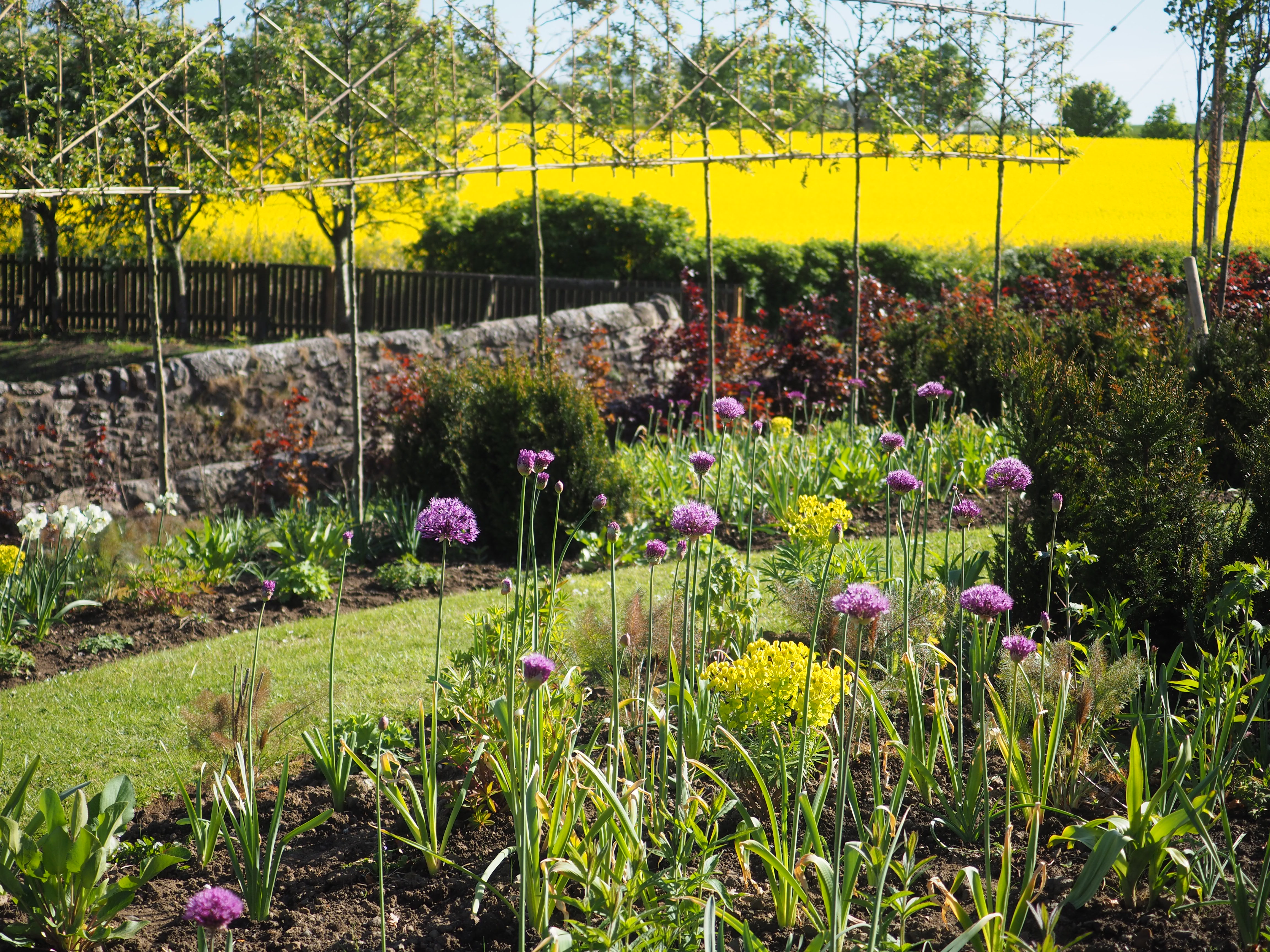 A newly designed garden in Kirkcaldy, with alliums and preached trees