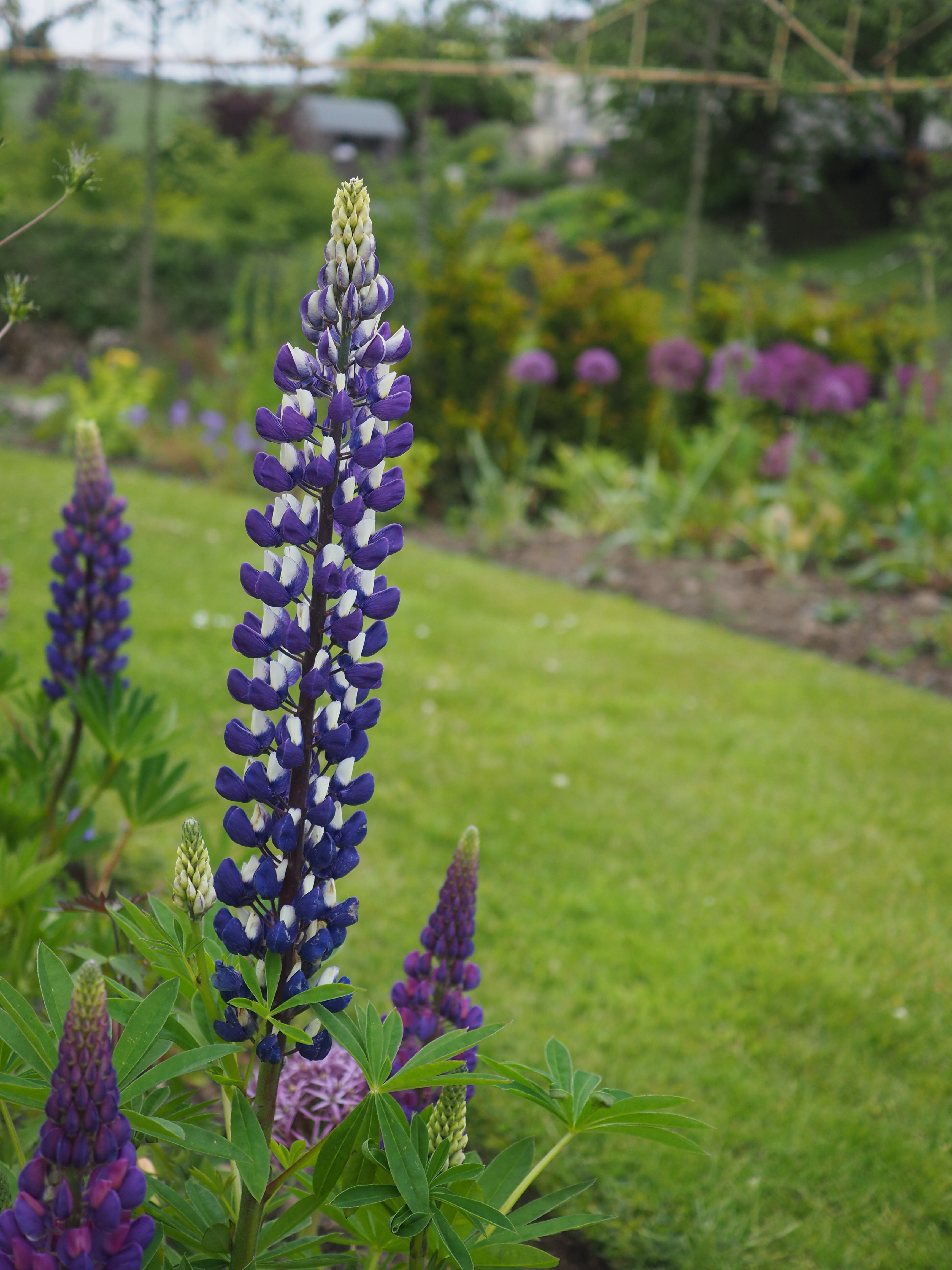 Kirkcaldy garden design