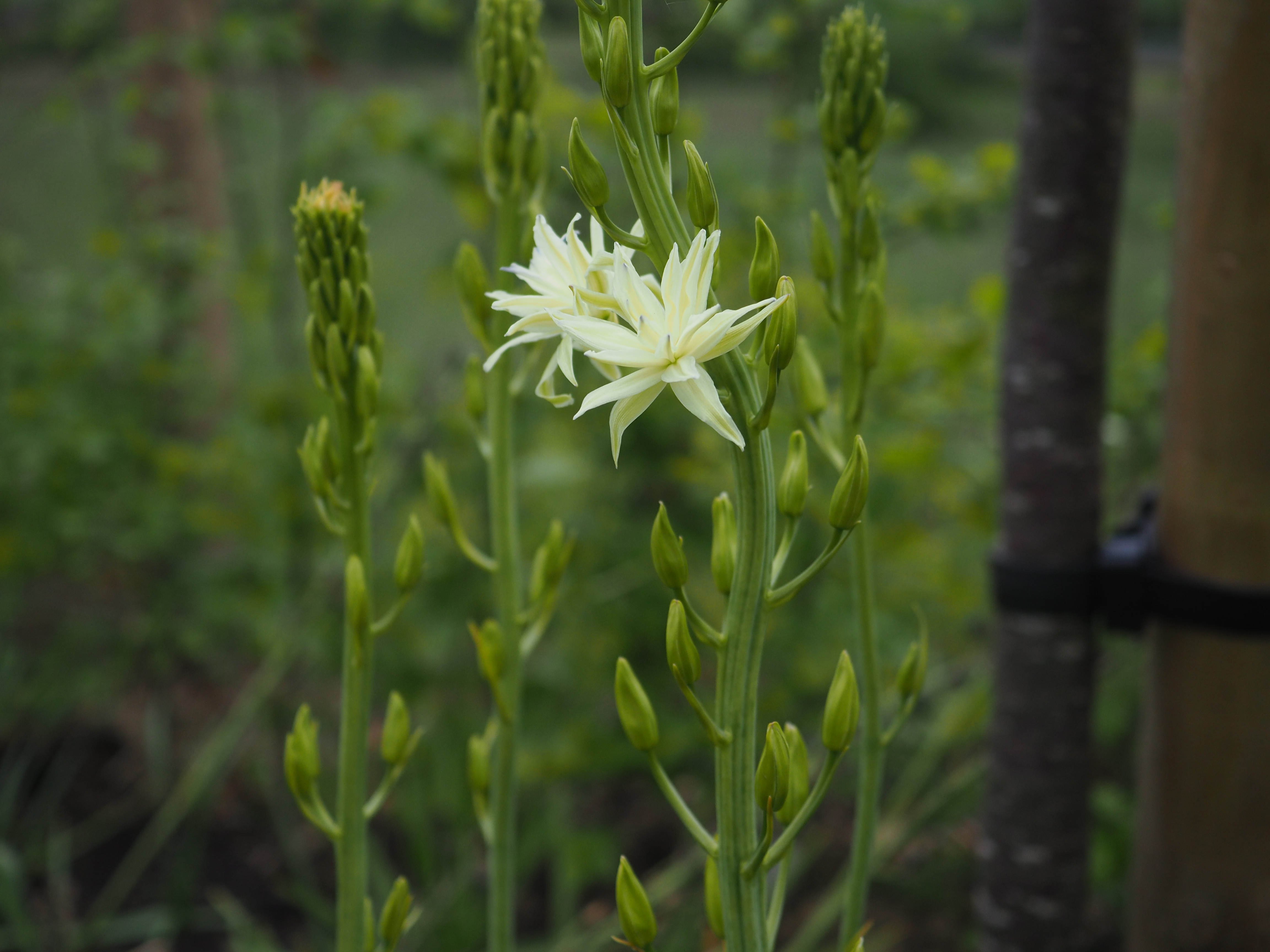 Kirkcaldy garden design