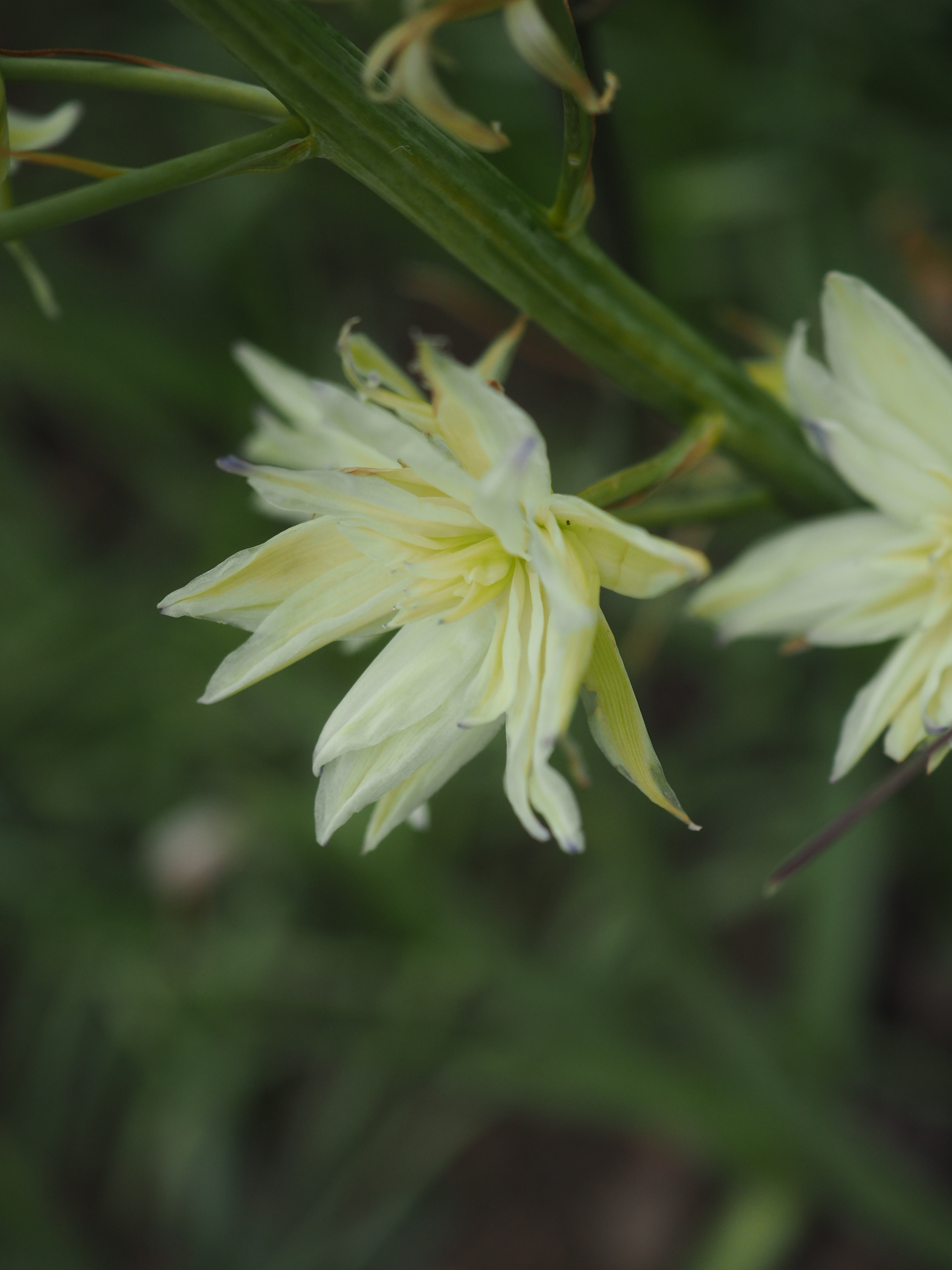 Kirkcaldy garden design