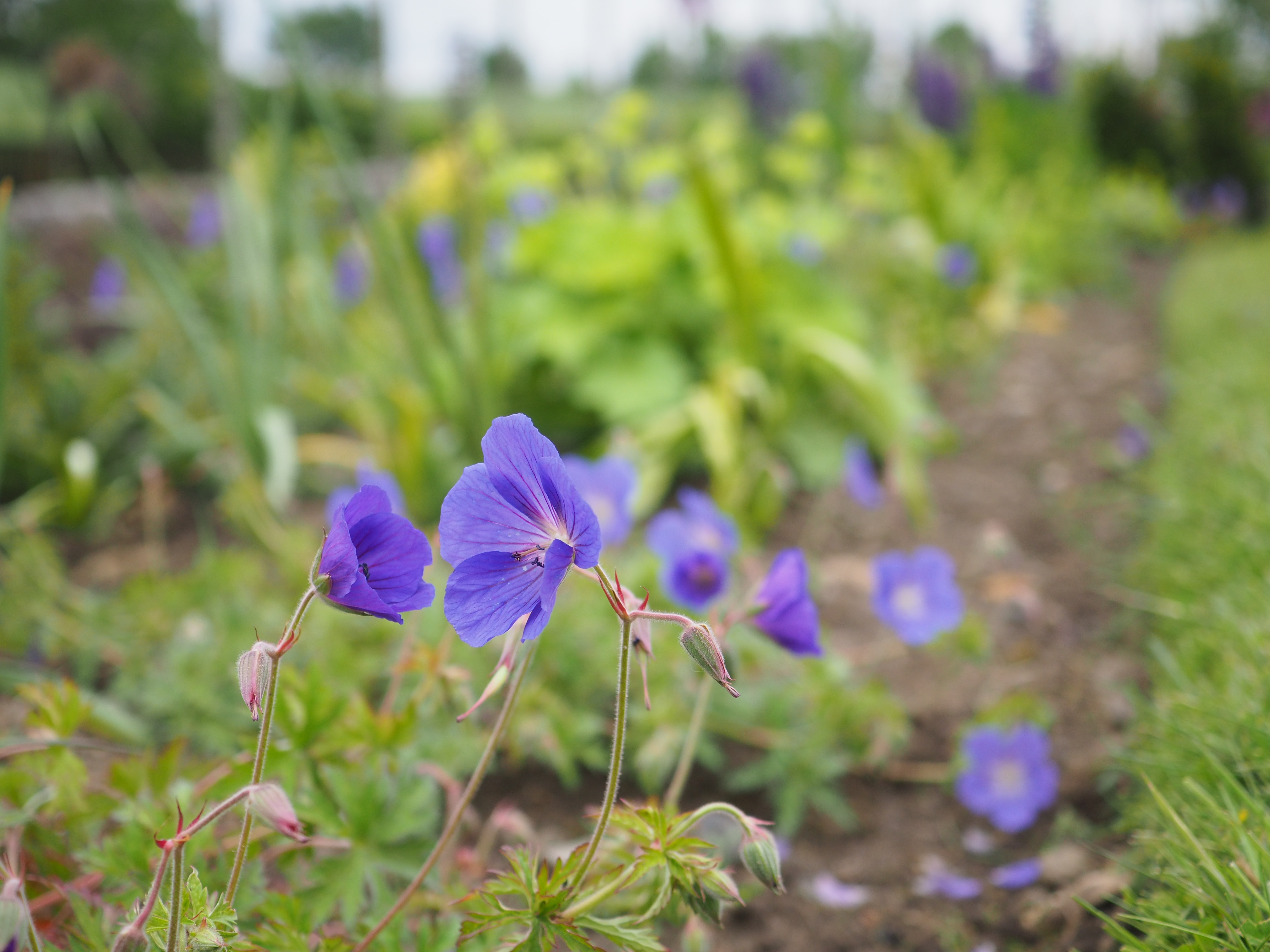 Kirkcaldy garden design