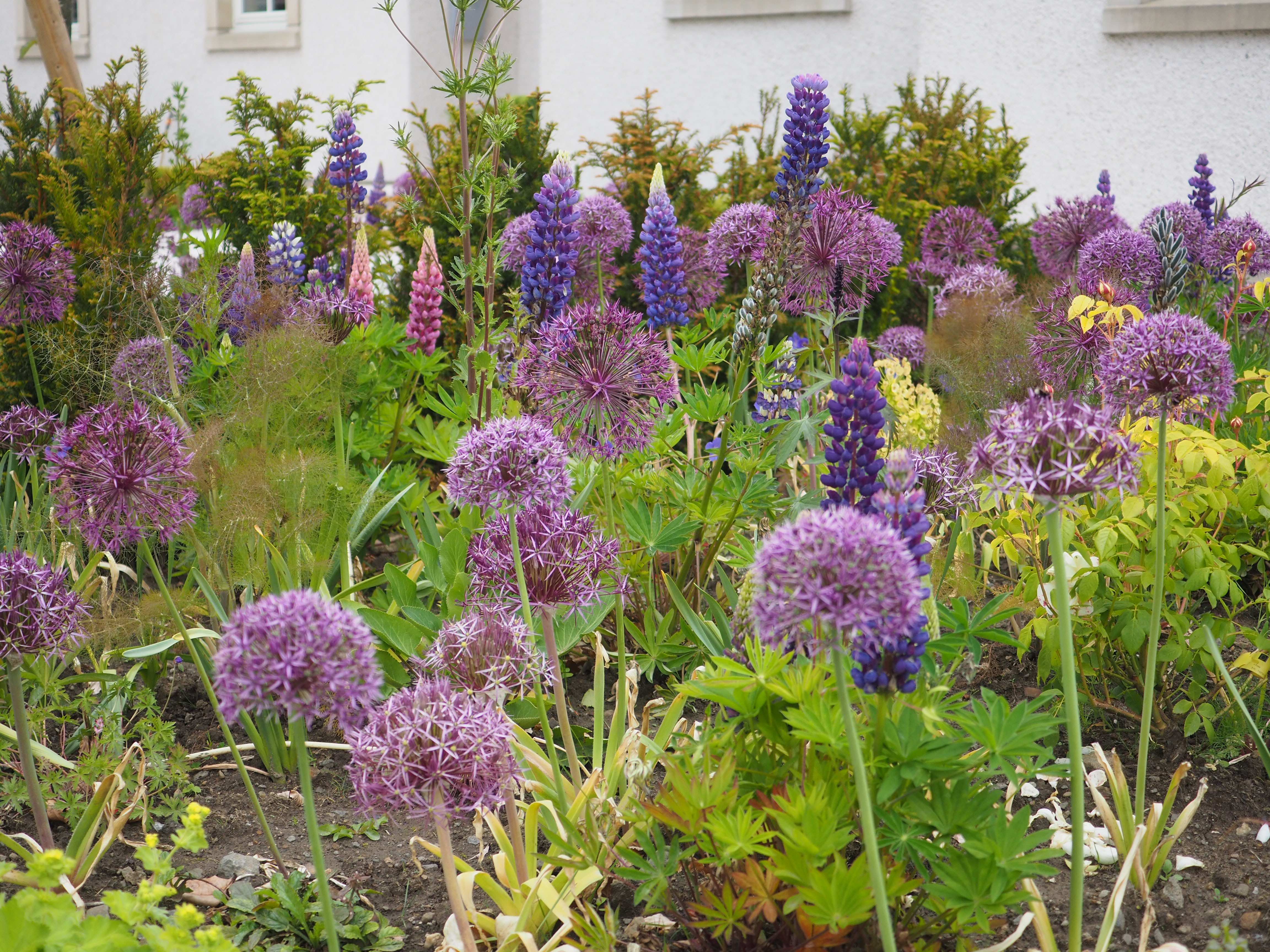 Kirkcaldy garden design