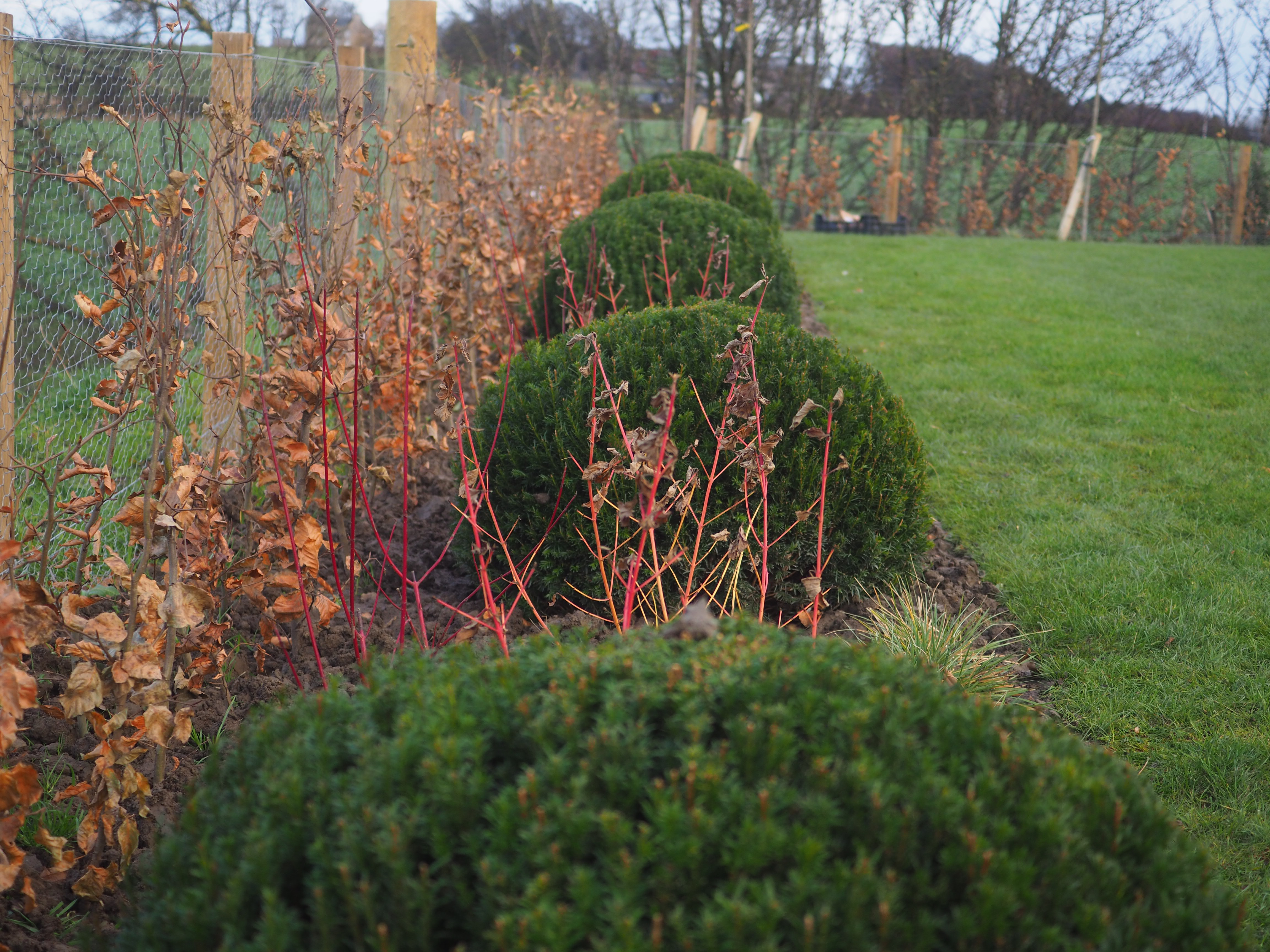Yew topiary balls and red-stemmed dogwood