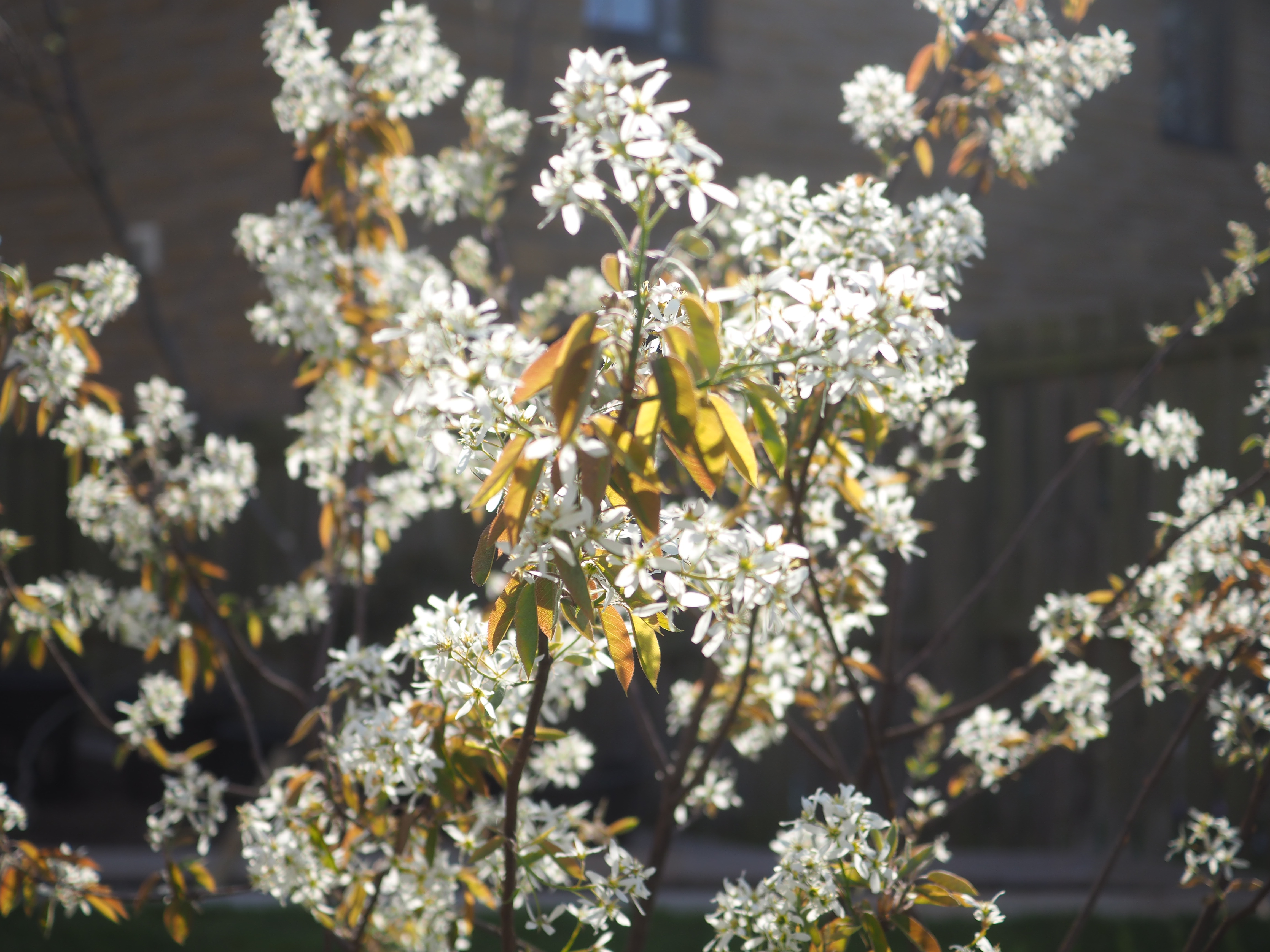 Winchburgh garden design