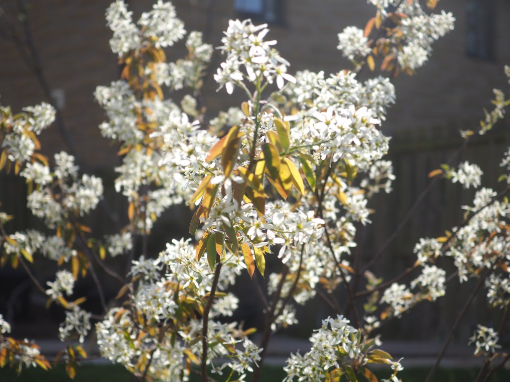 Winchburgh garden design